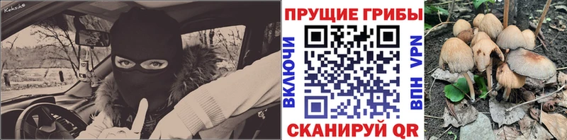 Галлюциногенные грибы Psilocybe кракен маркетплейс Апшеронск