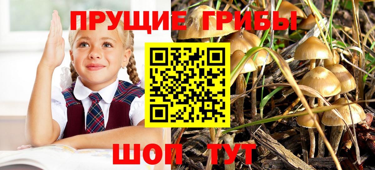 Псилоцибиновые грибы GOLDEN TEACHER Апшеронск